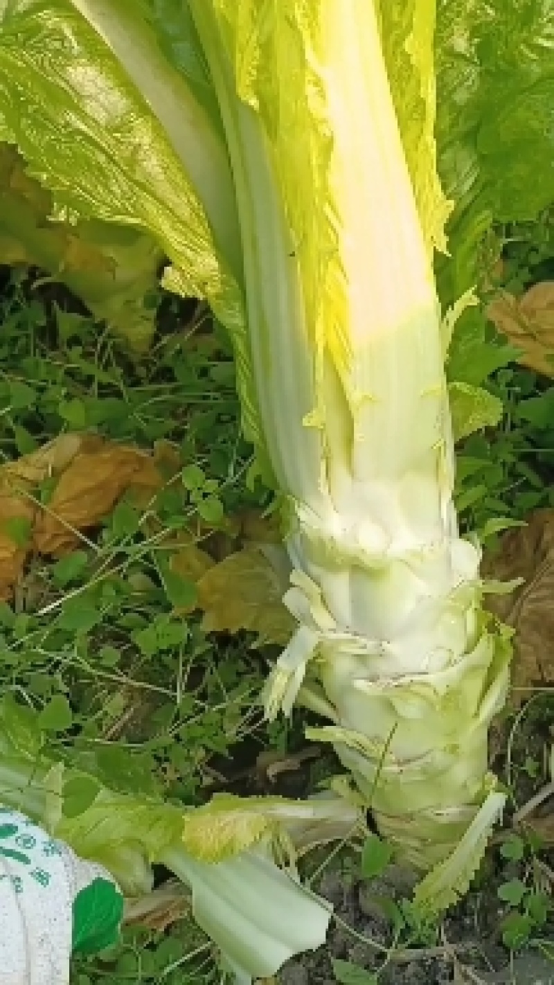 棒菜，棒菜上市！今天出货