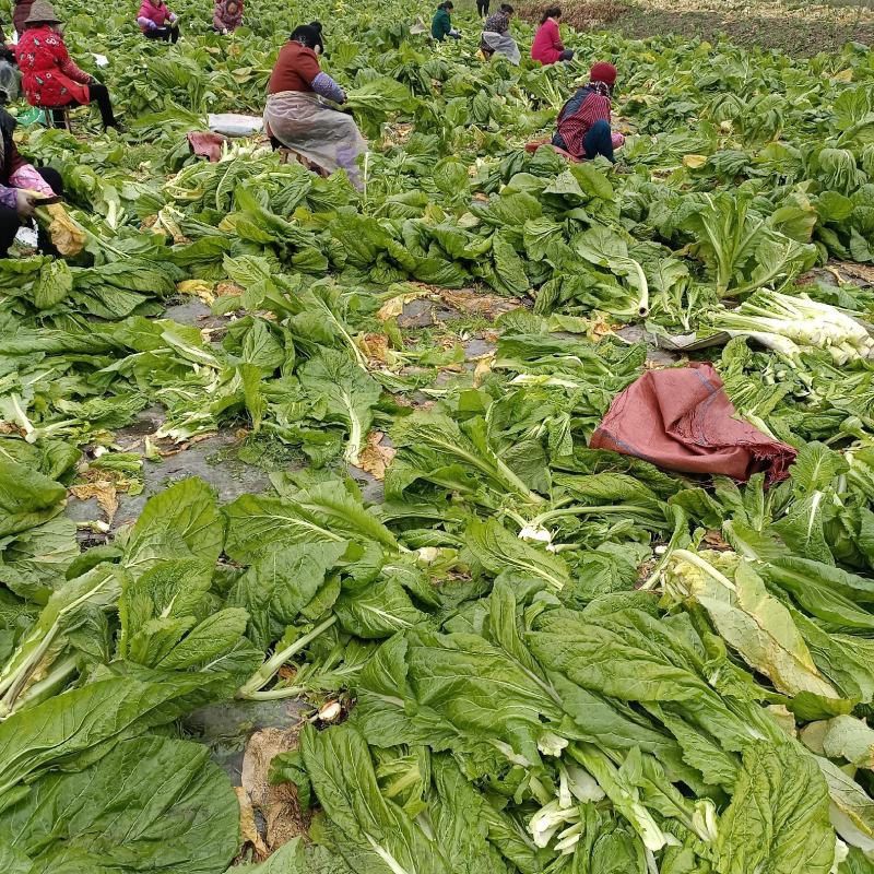 棒菜，棒菜上市！今天出货