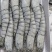 活冻黑虎虾，合适做刺身，礼包，电商平台，，，