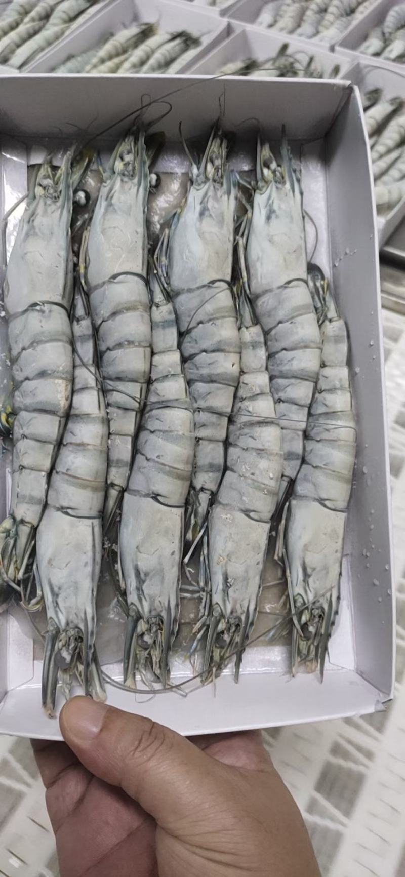 活冻黑虎虾，合适做刺身，礼包，电商平台，，，