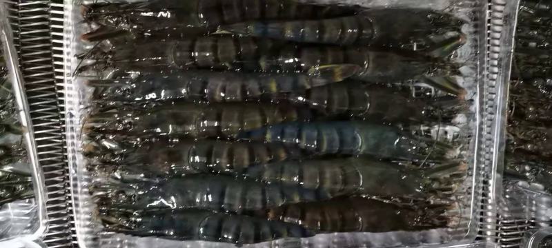 活冻黑虎虾，合适做刺身，礼包，电商平台，，，