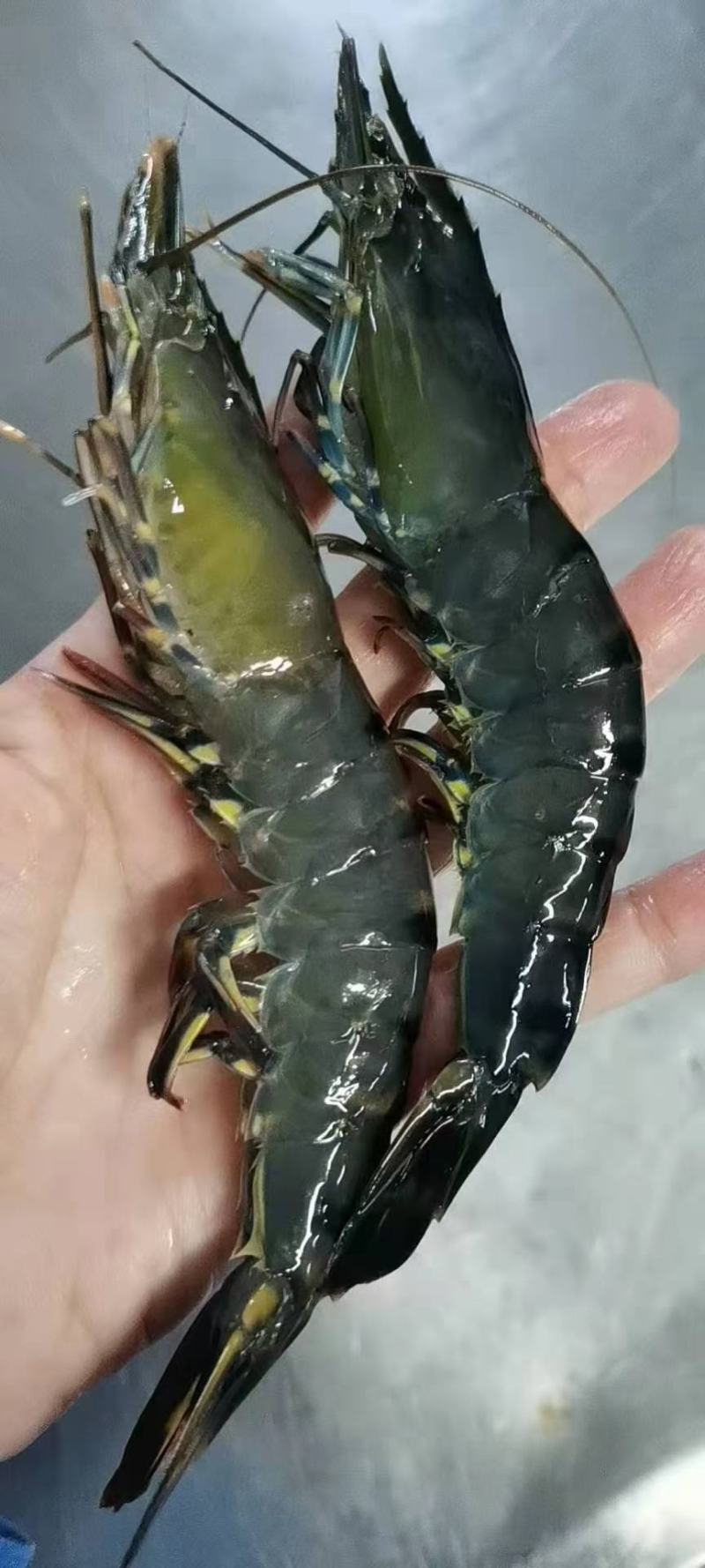 活冻黑虎虾，合适做刺身，礼包，电商平台，，，