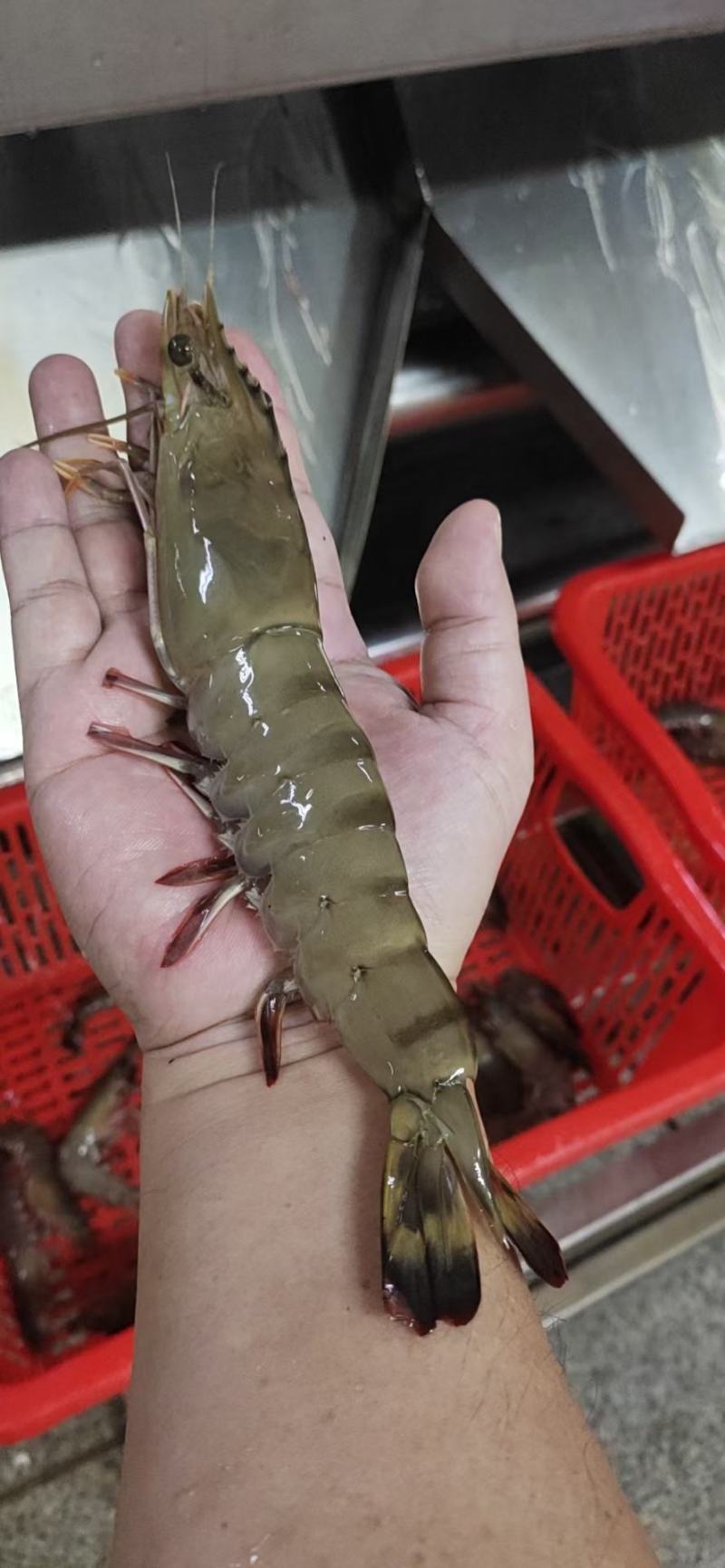 活冻黑虎虾，合适做刺身，礼包，电商平台，，，