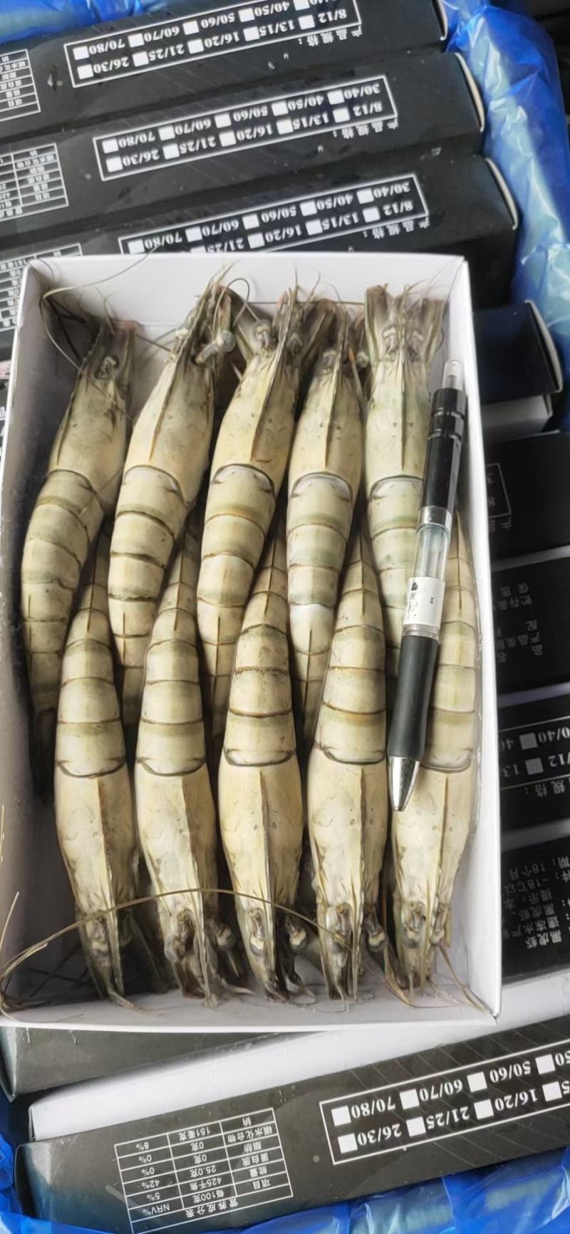 活冻黑虎虾，合适做刺身，礼包，电商平台，，，