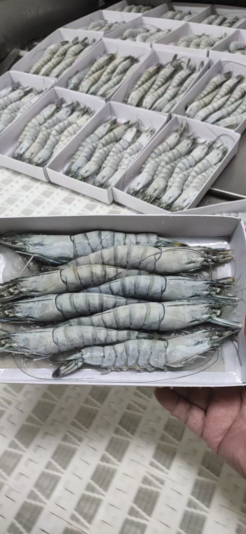 活冻黑虎虾，合适做刺身，礼包，电商平台，，，