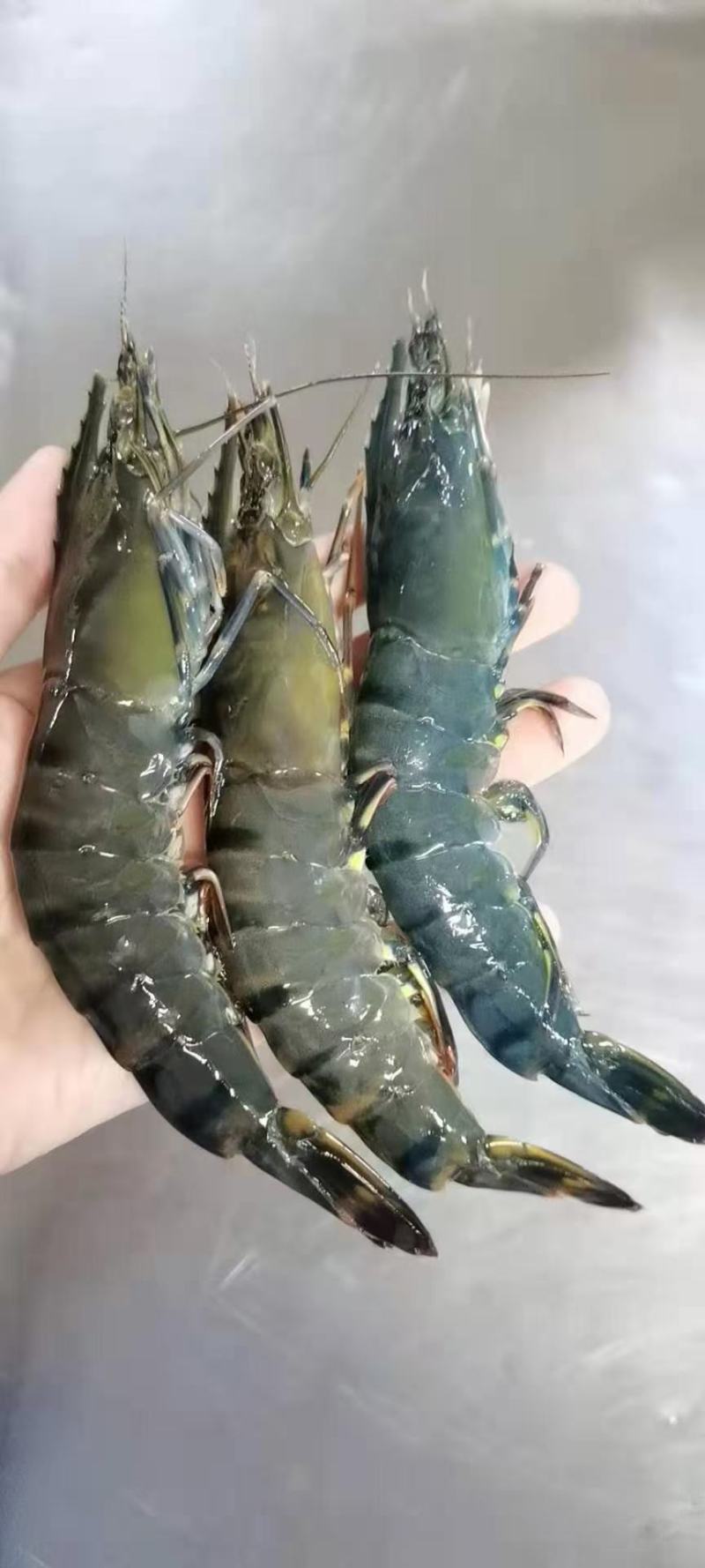 活冻黑虎虾，合适做刺身，礼包，电商平台，，，