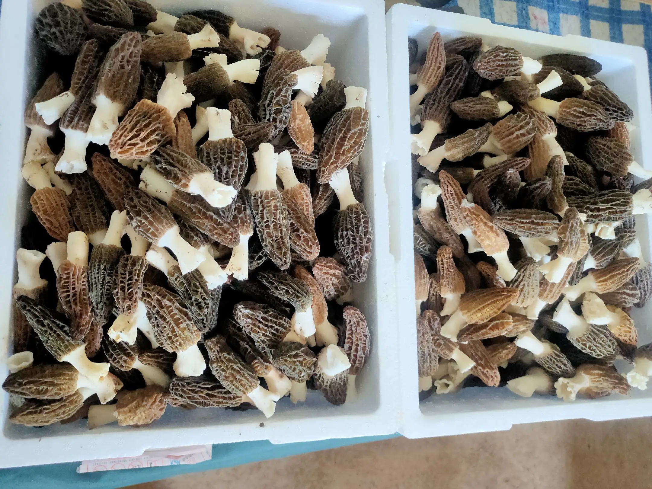 羊肚菌烹饪成品图