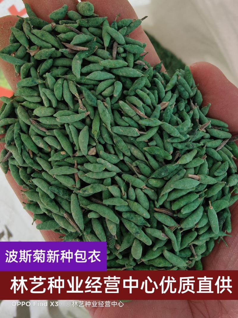 波斯菊种子花种籽格桑花四季开花易活花籽庭院外花卉野花组合