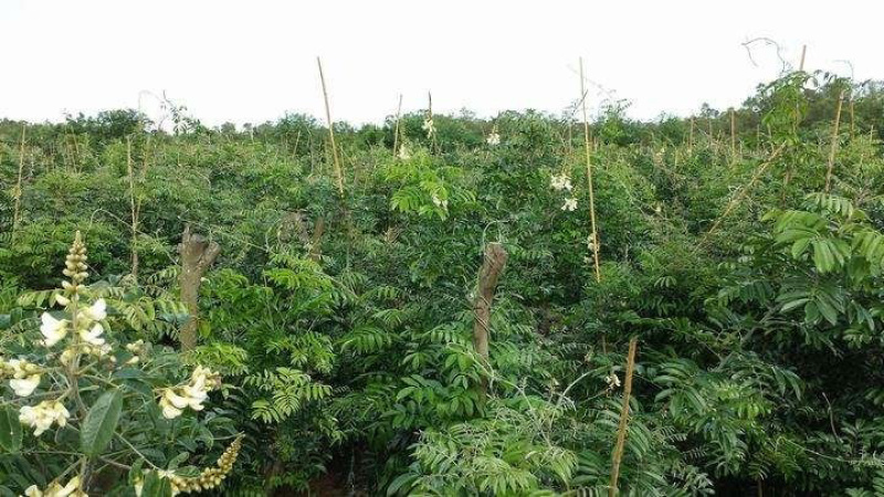 野生牛大力种子大力薯小叶细叶中叶大叶牛大力批发
