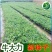 野生牛大力种子大力薯小叶细叶中叶大叶牛大力批发