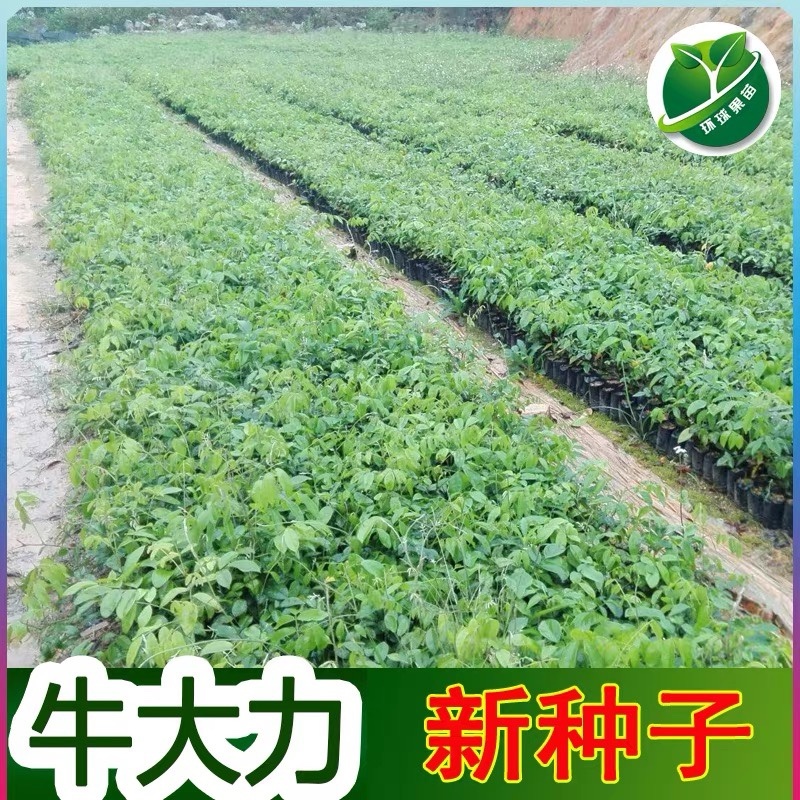 野生牛大力种子大力薯小叶细叶中叶大叶牛大力批发