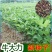 野生牛大力种子大力薯小叶细叶中叶大叶牛大力批发