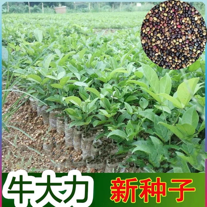 野生牛大力种子大力薯小叶细叶中叶大叶牛大力批发