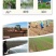 野生牛大力种子大力薯小叶细叶中叶大叶牛大力批发