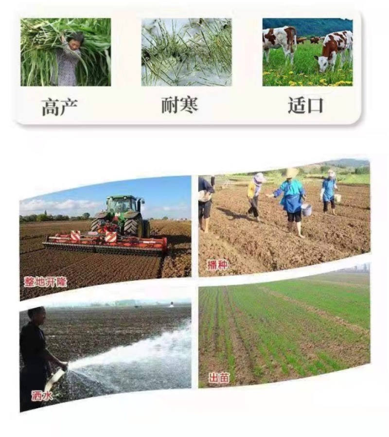 野生牛大力种子大力薯小叶细叶中叶大叶牛大力批发