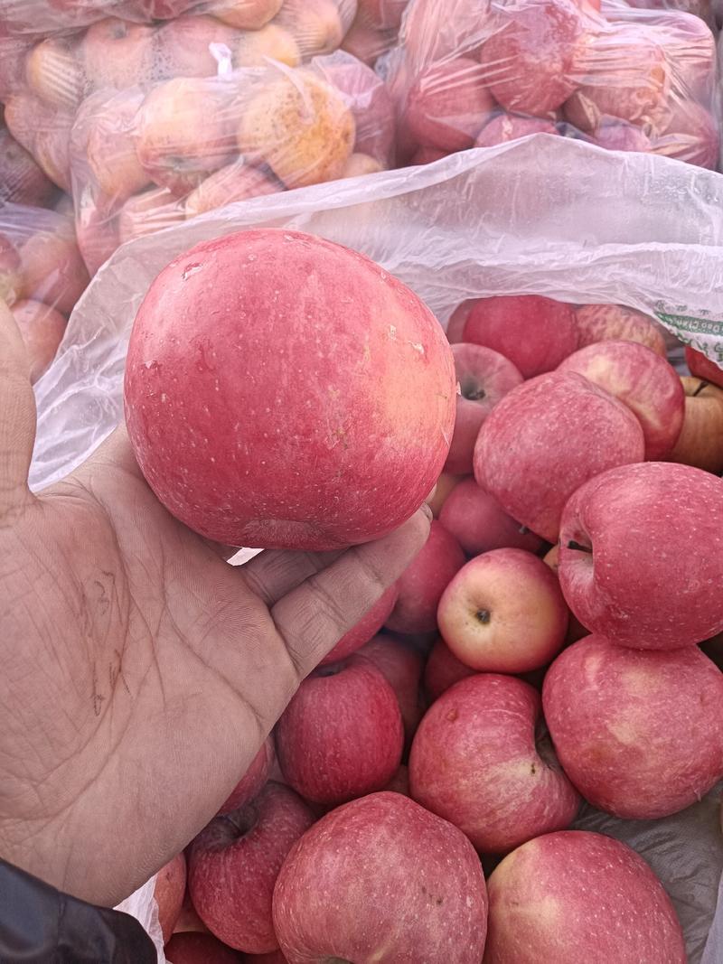 静宁红富士苹果大量现货，价位便宜