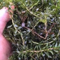 大量供应优质水草，伊乐藻苦草轮叶黑藻