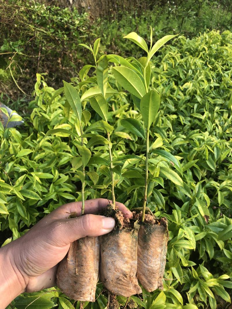 奇楠沉香苗白木沉香树苗嫁接奇楠沉香苗现货多多。