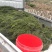 大量供应优质水草，伊乐藻苦草轮叶黑藻
