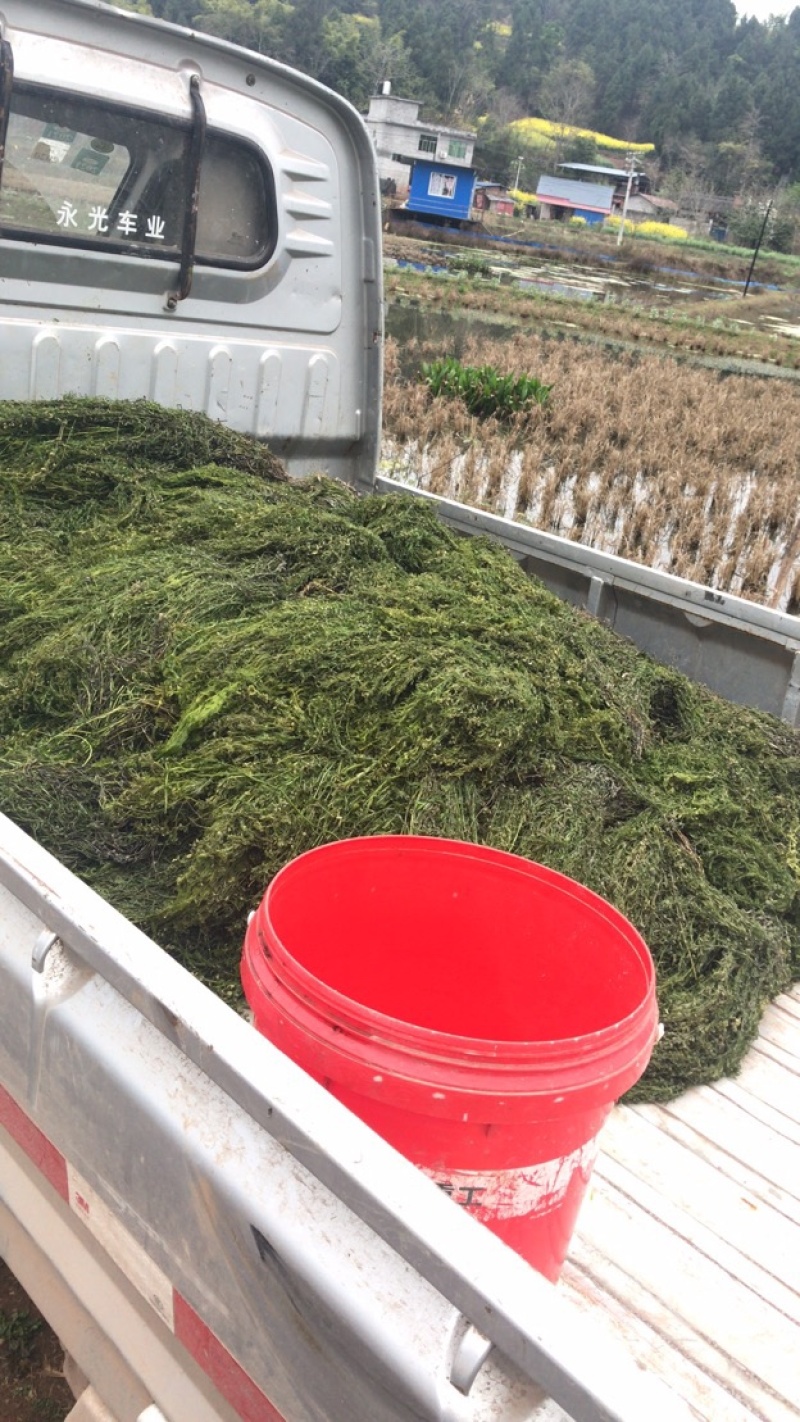 大量供应优质水草，伊乐藻苦草轮叶黑藻
