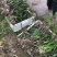 大量供应优质水草，伊乐藻苦草轮叶黑藻