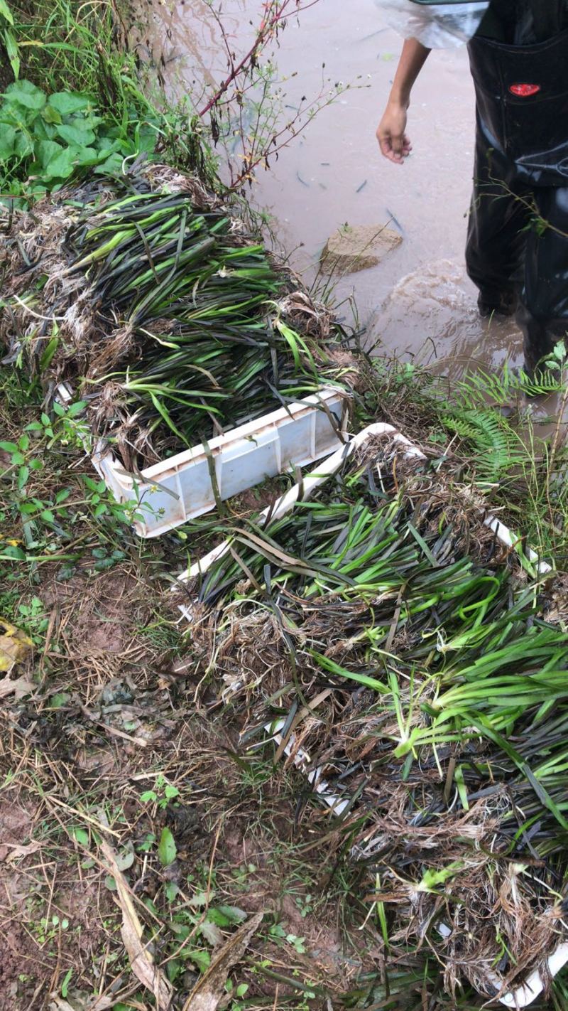 大量供应优质水草，伊乐藻苦草轮叶黑藻