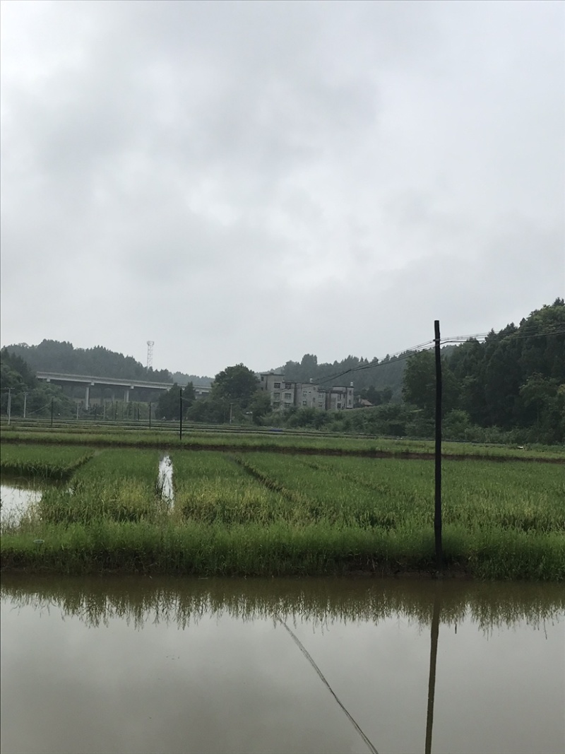 大量供应优质水草，伊乐藻苦草轮叶黑藻