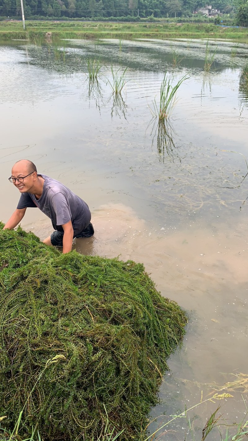 大量供应优质水草，伊乐藻苦草轮叶黑藻