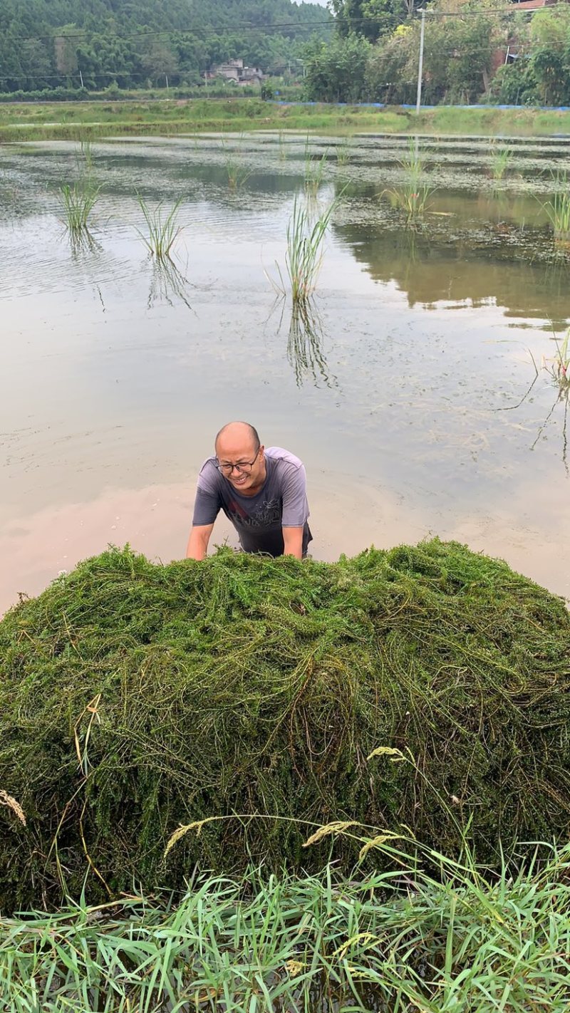 大量供应优质水草，伊乐藻苦草轮叶黑藻