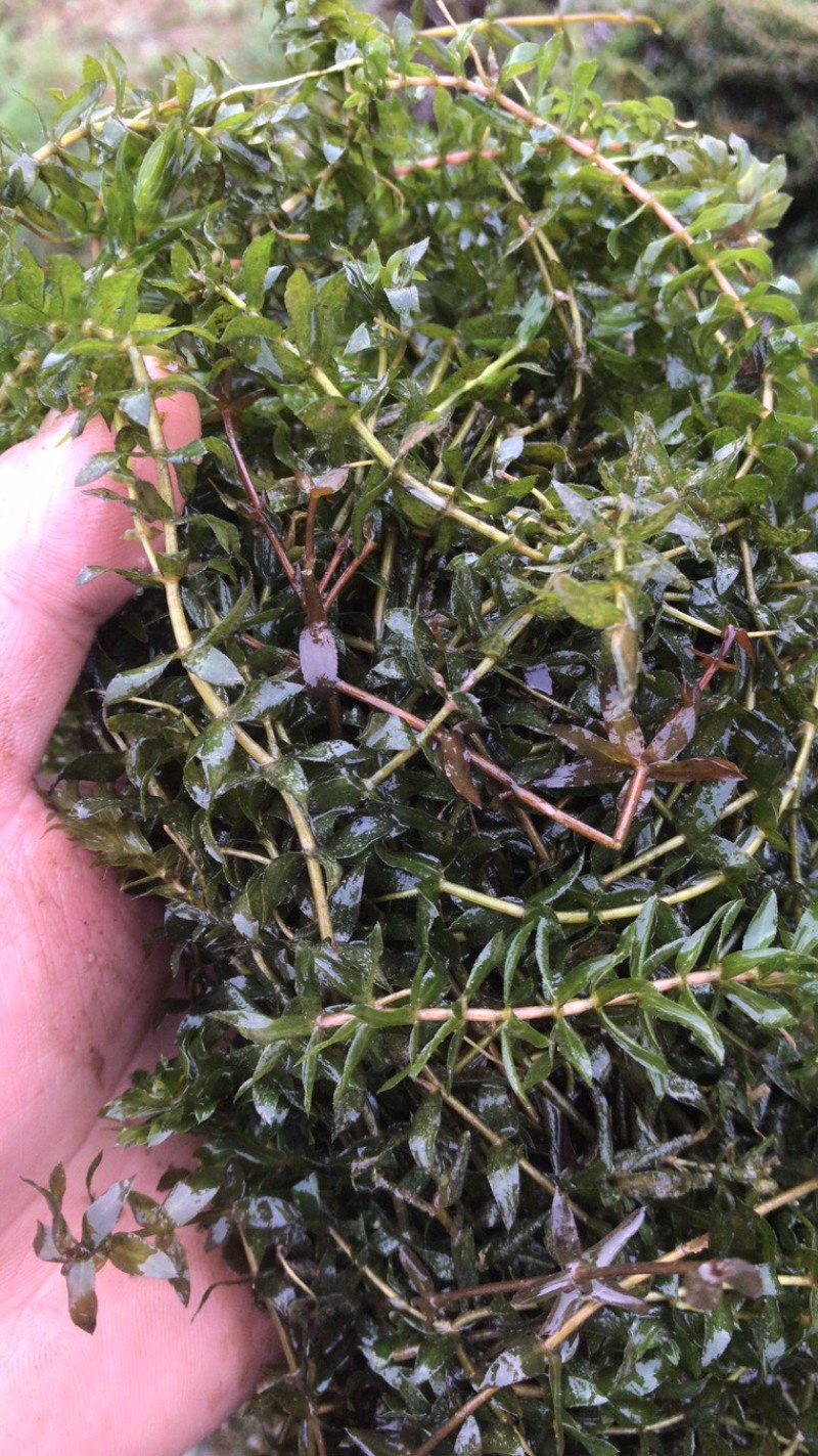 大量供应优质水草，伊乐藻苦草轮叶黑藻