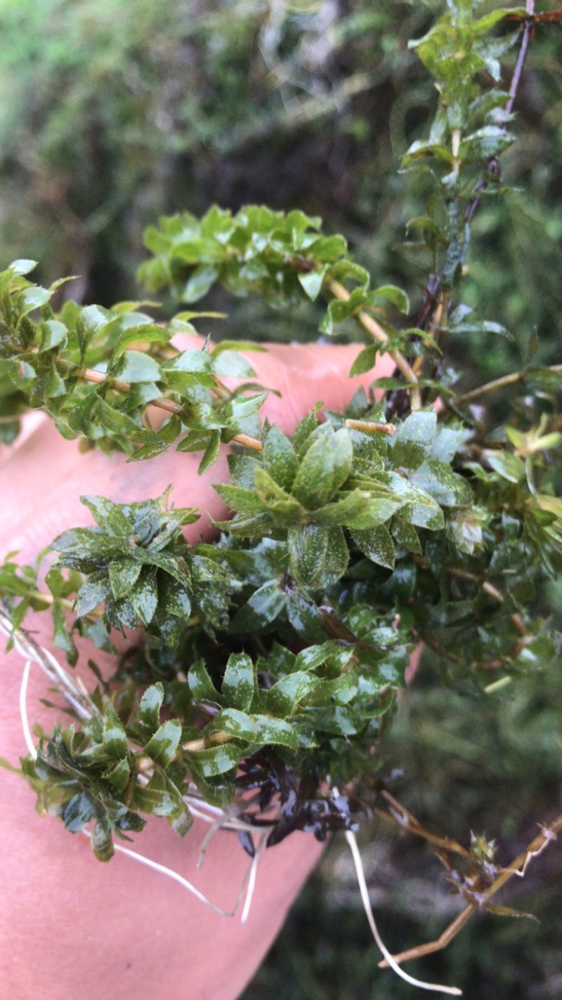 大量供应优质水草，伊乐藻苦草轮叶黑藻