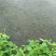 大量供应优质水草，伊乐藻苦草轮叶黑藻