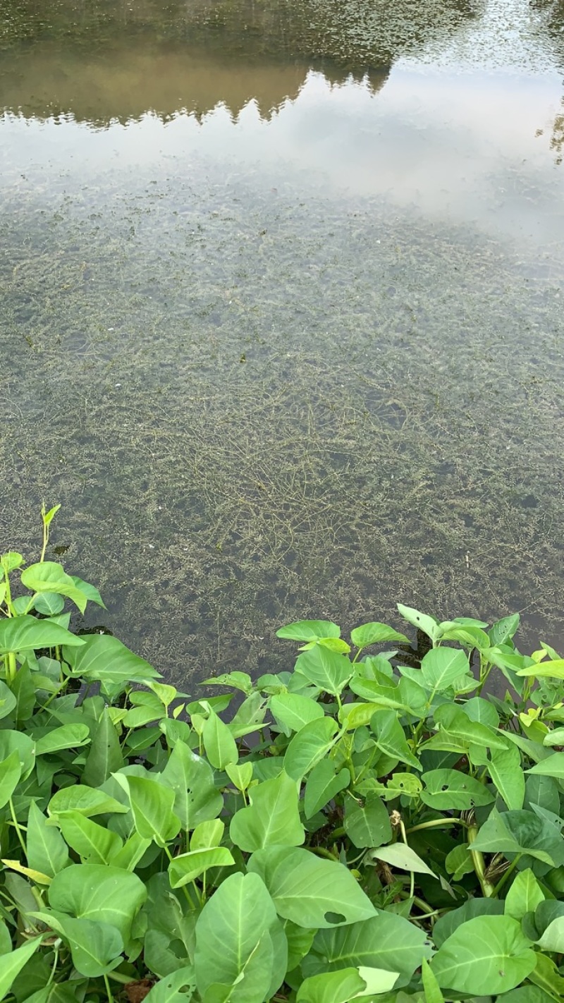 大量供应优质水草，伊乐藻苦草轮叶黑藻