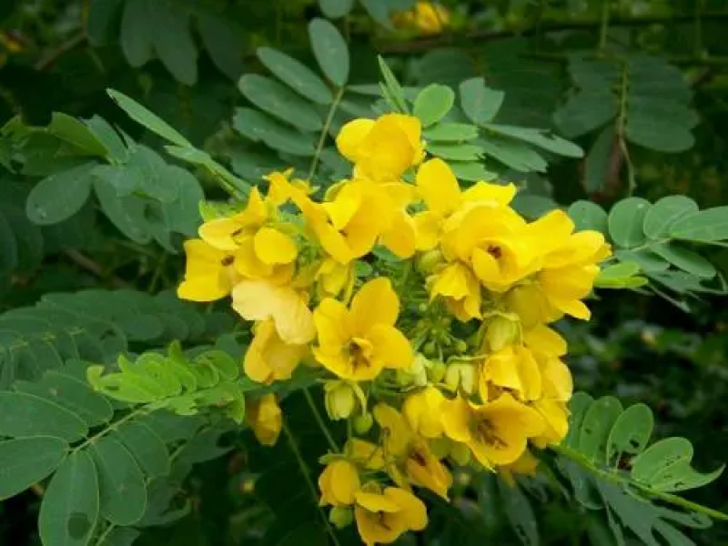 黄花槐种子黄花决明林木种子黄槐金凤树种籽优质园林绿化
