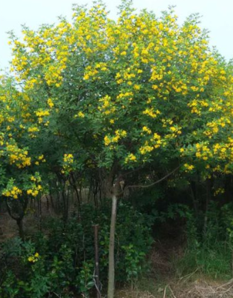 黄花槐种子黄花决明林木种子黄槐金凤树种籽优质园林绿化