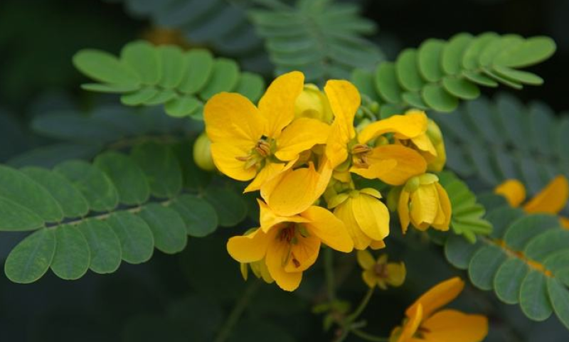 黄花槐种子黄花决明林木种子黄槐金凤树种籽优质园林绿化