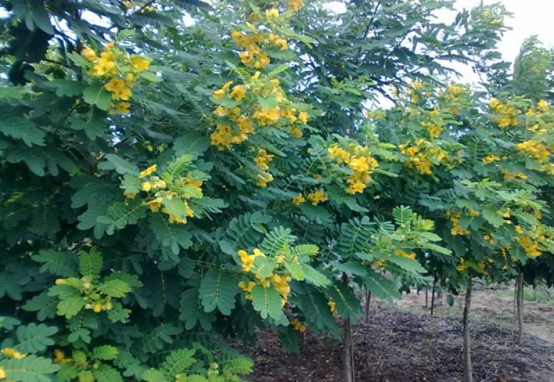 黄花槐种子黄花决明林木种子黄槐金凤树种籽优质园林绿化