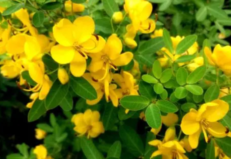 黄花槐种子黄花决明林木种子黄槐金凤树种籽优质园林绿化