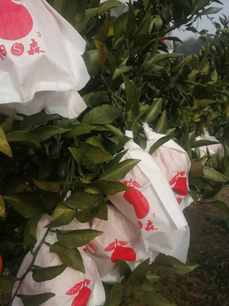 四川春见，又名耙耙柑，电商货，市场货，商超，支持一件代发