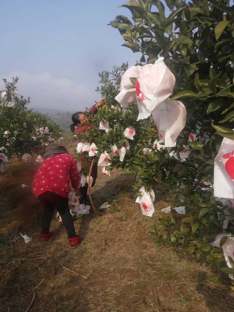四川春见，又名耙耙柑，电商货，市场货，商超，支持一件代发