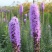 蛇鞭菊花种子易活春秋播多年生花种庭院园林绿化四季景观花种