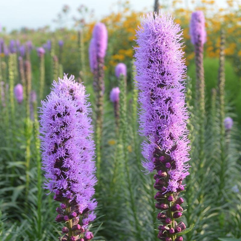 蛇鞭菊花种子易活春秋播多年生花种庭院园林绿化四季景观花种
