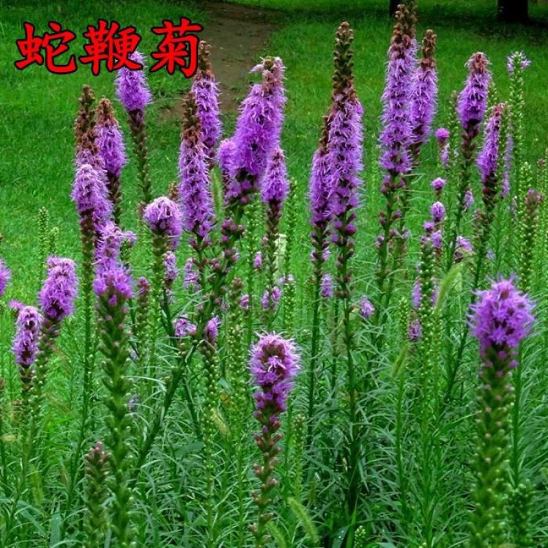 蛇鞭菊花种子易活春秋播多年生花种庭院园林绿化四季景观花种