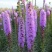 蛇鞭菊花种子易活春秋播多年生花种庭院园林绿化四季景观花种