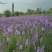 蛇鞭菊花种子易活春秋播多年生花种庭院园林绿化四季景观花种