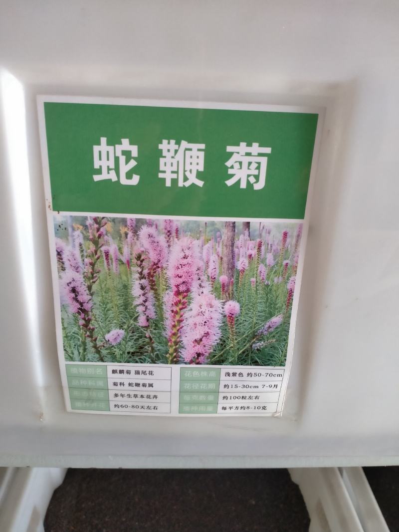 蛇鞭菊花种子易活春秋播多年生花种庭院园林绿化四季景观花种