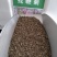 蛇鞭菊花种子易活春秋播多年生花种庭院园林绿化四季景观花种