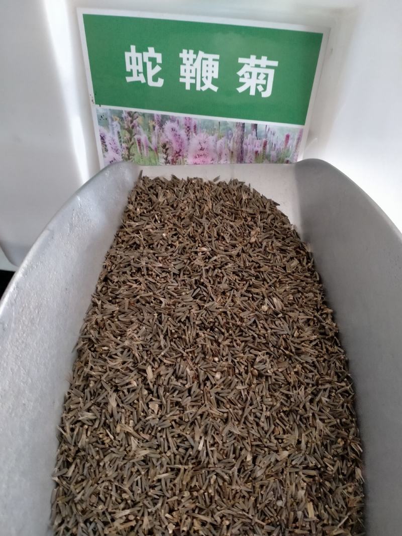 蛇鞭菊花种子易活春秋播多年生花种庭院园林绿化四季景观花种