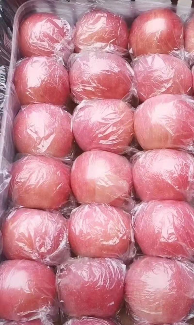 山西万荣王显红富士苹果大量上市。欢迎进店咨询采购