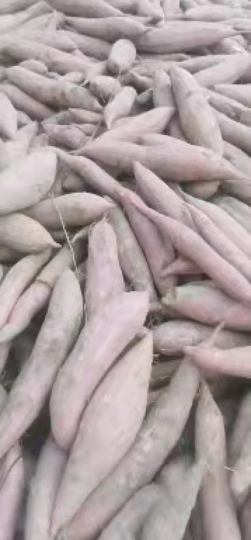 精品西瓜红红薯开封产地直发一手货源品质保证欢迎来电咨询